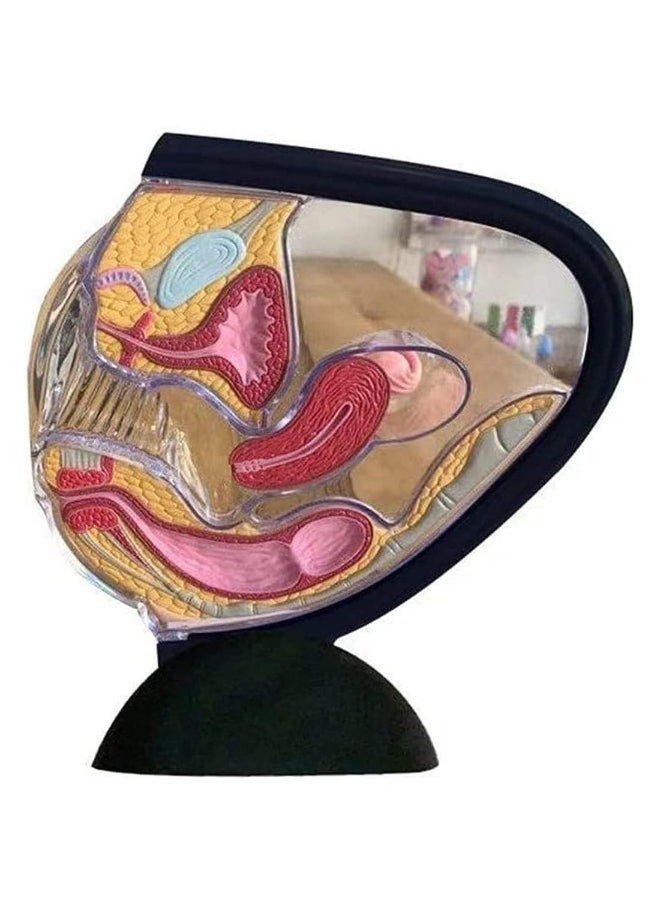 Detachable Transparent Human Uterus Anatomy Model Ornament