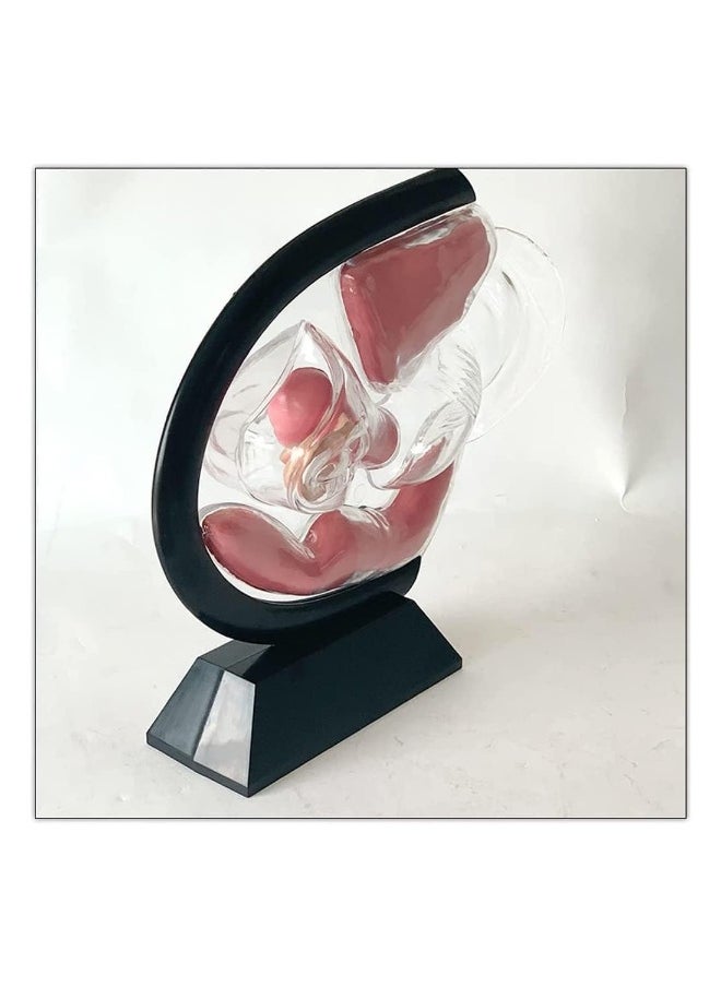 Detachable Transparent Human Uterus Anatomy Model Ornament