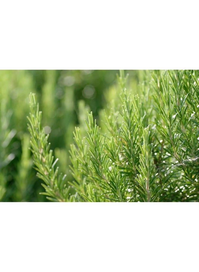 Weleda Revitalizing Hair Tonic, 100 ml