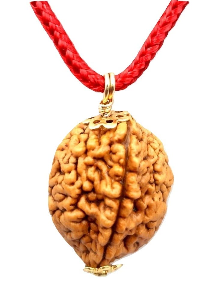 MITHILA HANDICRAFTS Two Face Rudraksha Do Mukhi Rudraksha Natural 2 Faced Rudraksha Lab Certified