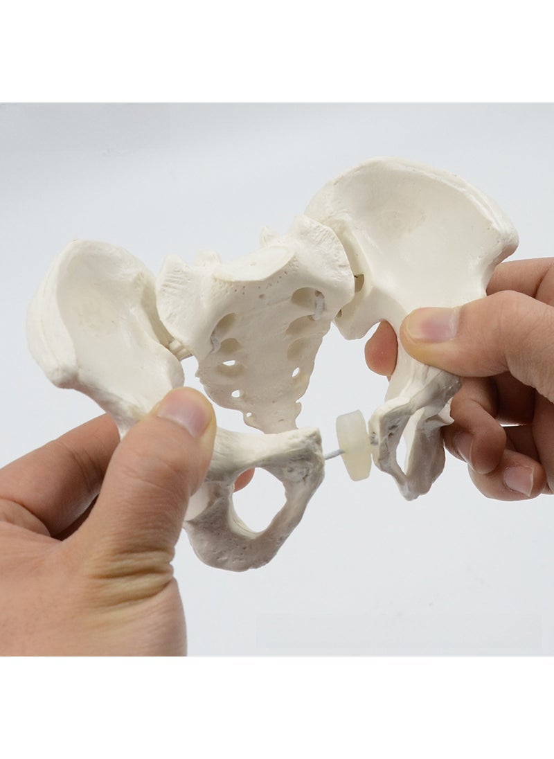 Mini movable pelvis model sacrum hip pelvis flexible rotating human skeleton anatomy rehabilitation teaching aids