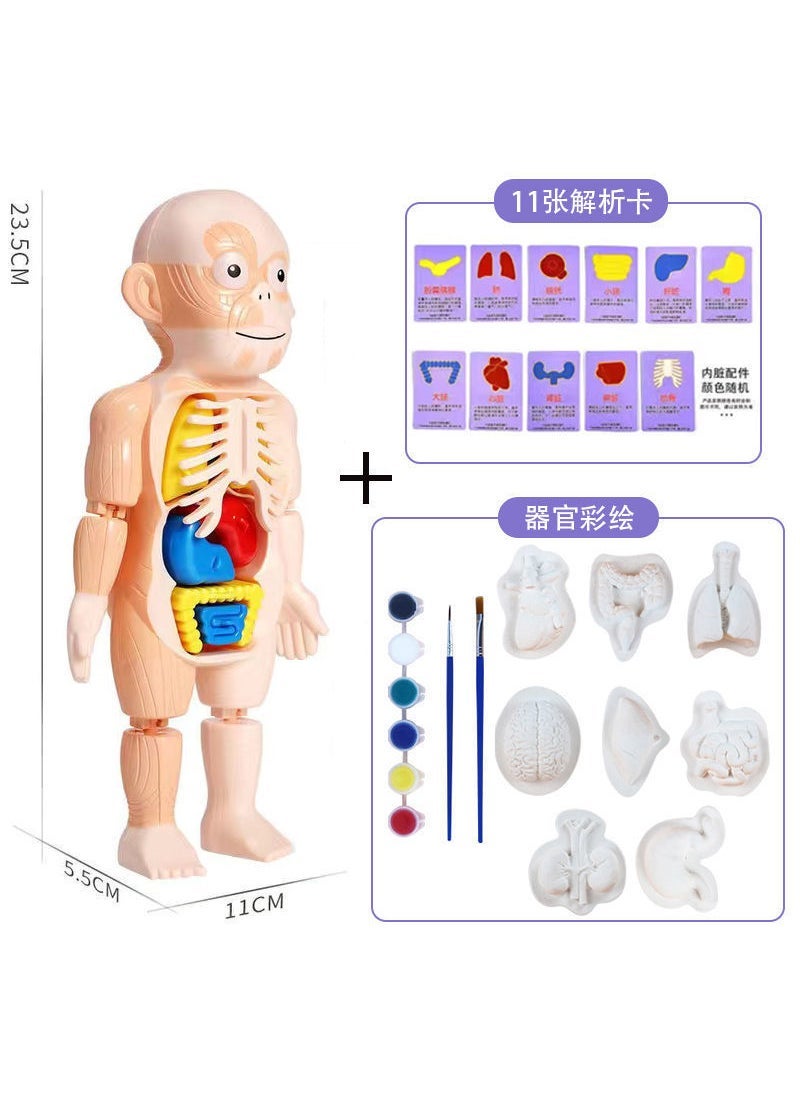 Childrens Anatomy Model DIY STEAM Toy Ape model + organ painting [send Recognition Card]]
