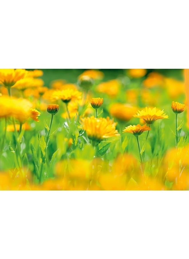 Baby Bath Calendula Cream, 6.8 Fluid Ounce