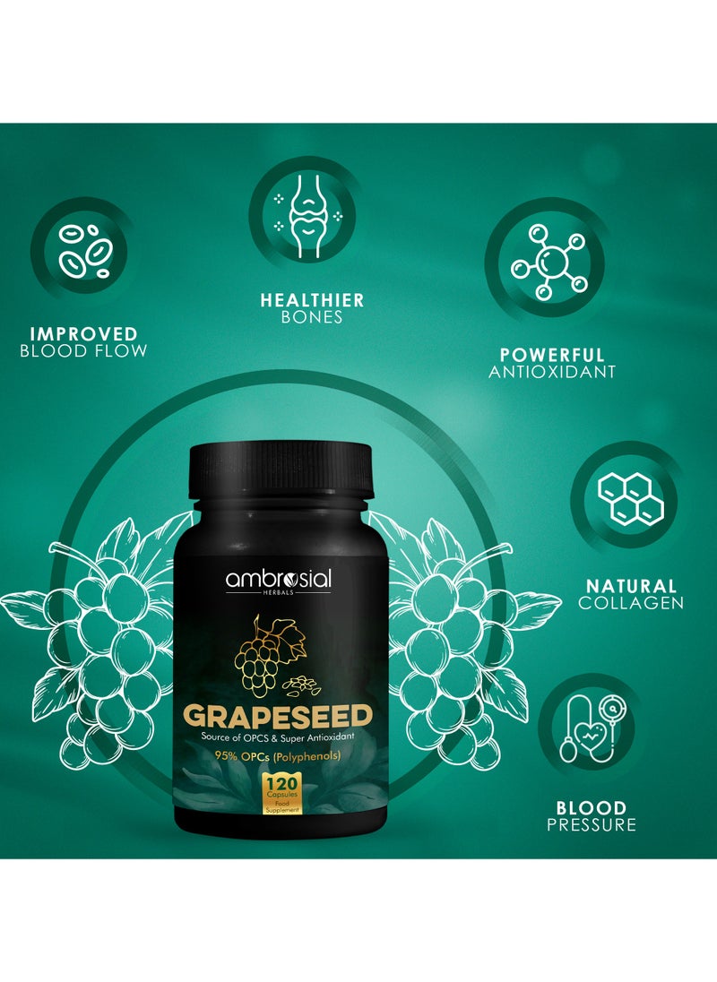 Ambrosial Grape Seed Extract Capsules 95% OPCs Polyphenols High Strength Grape Seed Supplement Strong Antioxidant Pack of 1-120 Vegan Capsules