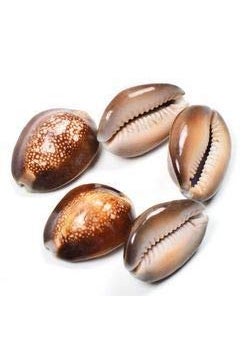 Akshayshree Sales Natural Yellow Brown Kodi for Laxmi PoojaSea Shell Kodi for Pooja 15