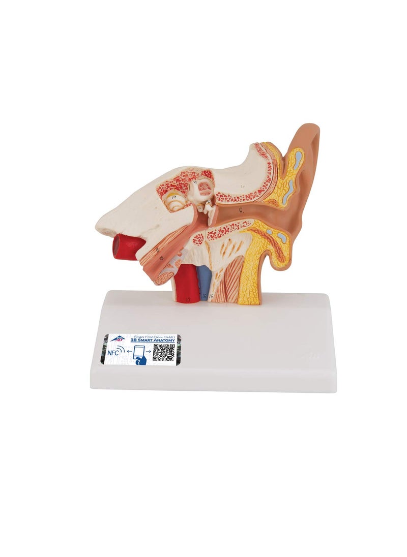 3B Scientific E12 Desktop Ear Model 1.5x life size - 3B Smart Anatomy