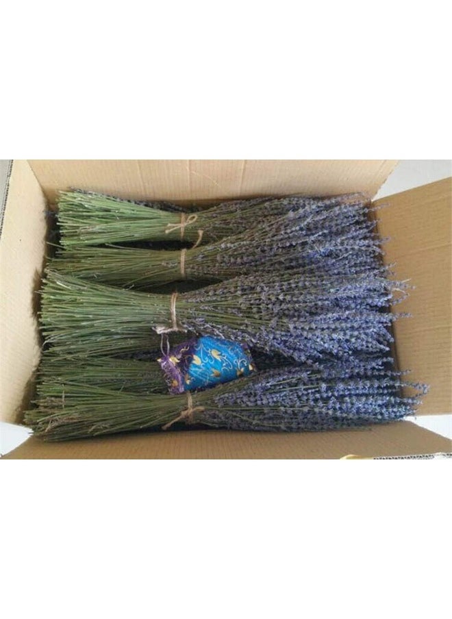 TooGet Lavender Dried Ultra Blue Bundles 400+ Stems (16