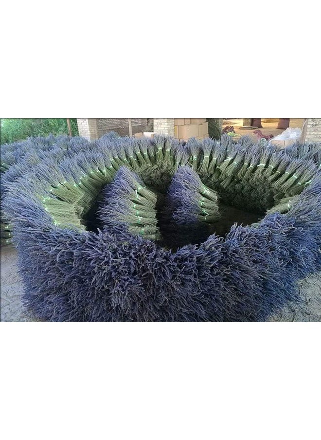 TooGet Lavender Dried Ultra Blue Bundles 400+ Stems (16