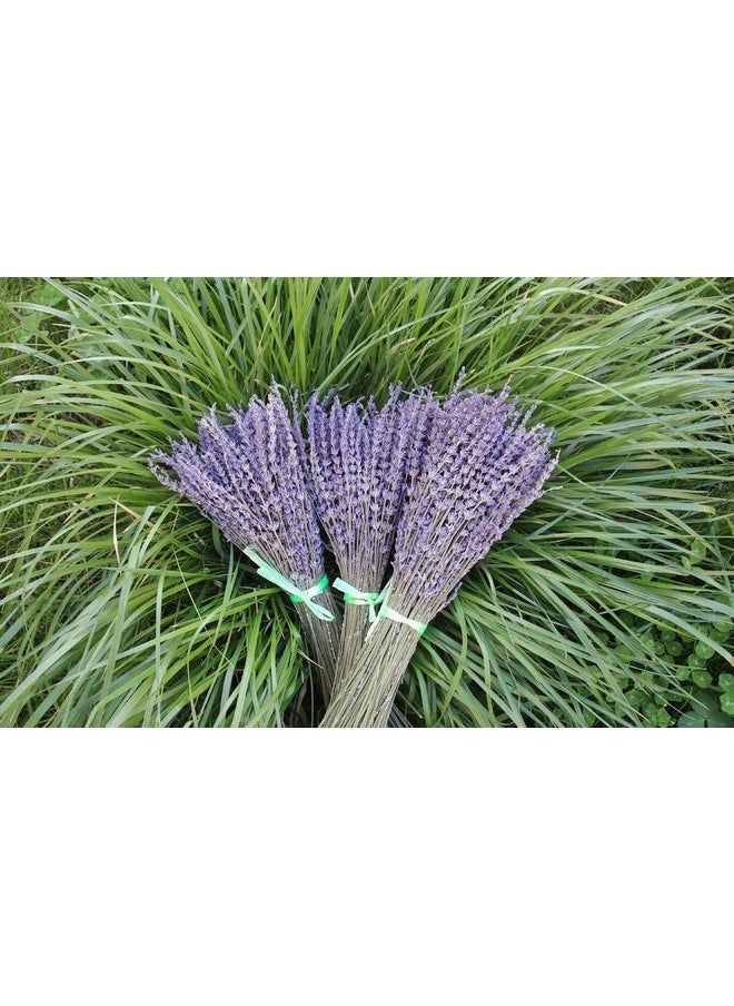 TooGet Lavender Dried Ultra Blue Bundles 400+ Stems (16