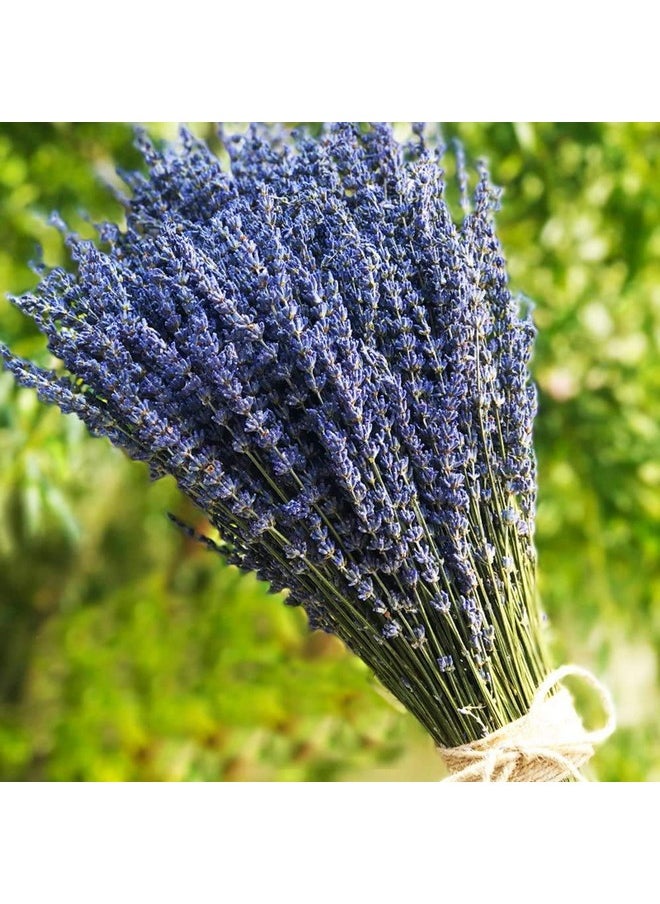 TooGet Lavender Dried Ultra Blue Bundles 400+ Stems (16