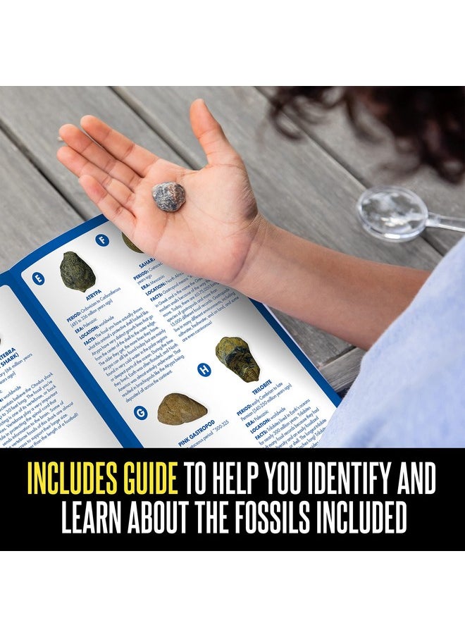 Educational Insights GeoSafari Fossil Excavation Kit, Kids Science Kit, Dinosaur Science Toy, Ages 7+