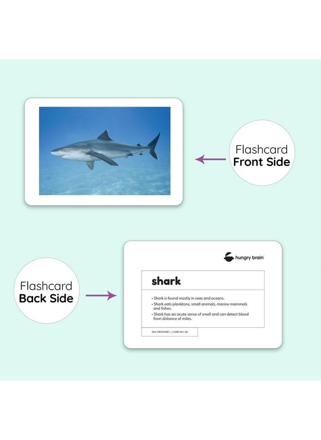 Hungry Brain Sea Creatures Flash Cards, Kids, Toddler Flashcards with 24 Cards, Montessori Toys, Learning Educational Toys, Gifts for Age 1 2 3 4 5 Years Old Boys and Girls