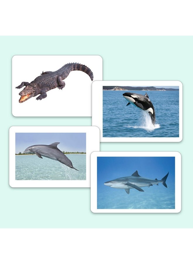 Hungry Brain Sea Creatures Flash Cards, Kids, Toddler Flashcards with 24 Cards, Montessori Toys, Learning Educational Toys, Gifts for Age 1 2 3 4 5 Years Old Boys and Girls