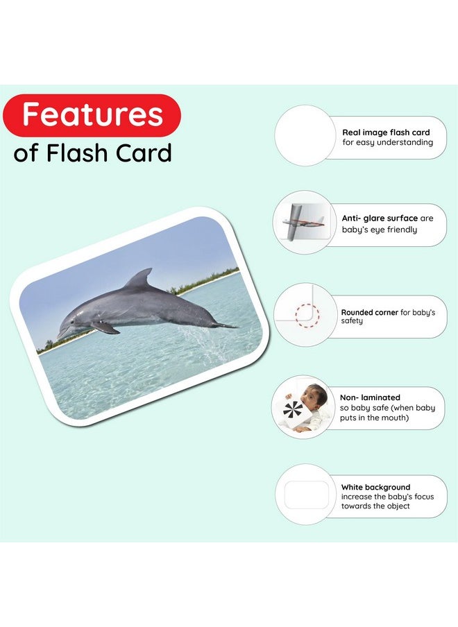 Hungry Brain Sea Creatures Flash Cards, Kids, Toddler Flashcards with 24 Cards, Montessori Toys, Learning Educational Toys, Gifts for Age 1 2 3 4 5 Years Old Boys and Girls