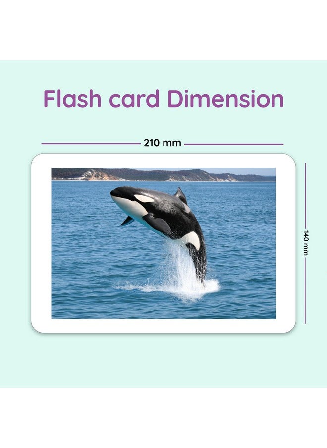 Hungry Brain Sea Creatures Flash Cards, Kids, Toddler Flashcards with 24 Cards, Montessori Toys, Learning Educational Toys, Gifts for Age 1 2 3 4 5 Years Old Boys and Girls