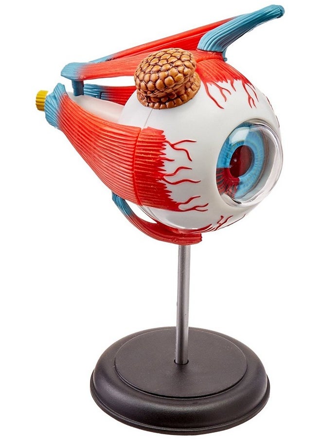 TEDCO Human Anatomy - Eyeball Anatomy Model