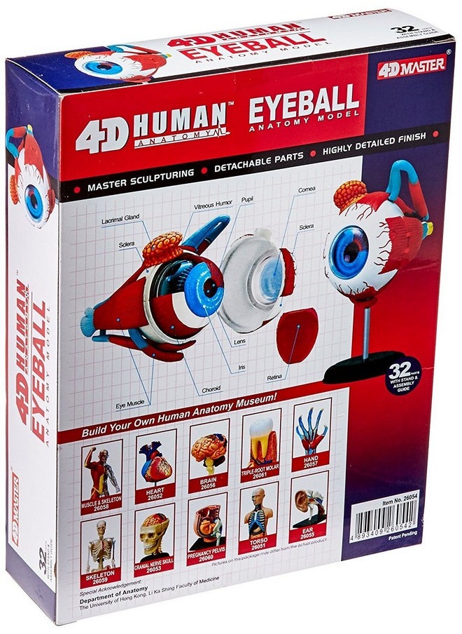TEDCO Human Anatomy - Eyeball Anatomy Model