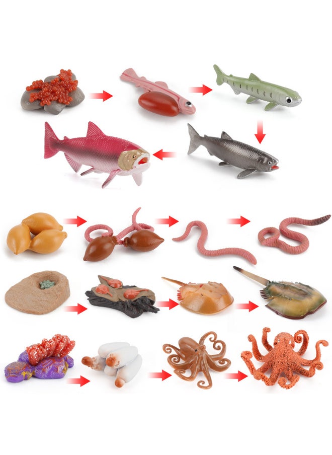 Simulation Animal Growth Cycle Insect Teaching Model Chicken Butterfly Montessori Hand Turtle Frog-Color:Frog Growth Cycle 44g