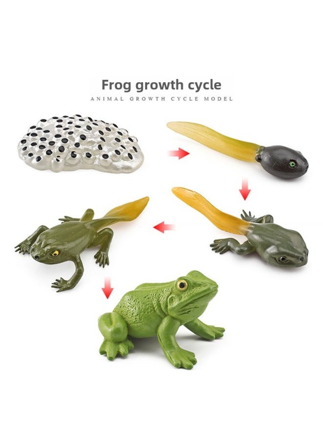 Simulation Animal Growth Cycle Insect Teaching Model Chicken Butterfly Montessori Hand Turtle Frog-Color:Frog Growth Cycle 44g