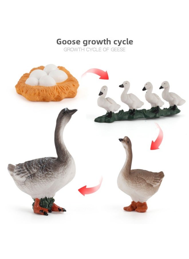 Simulation Poultry Chicken Goose Cow Farm Animal Model DIY Animal And Plant Scene Fence House Toy Suit-Color:ZQ2418 Goose Growth Cycle 55.3G