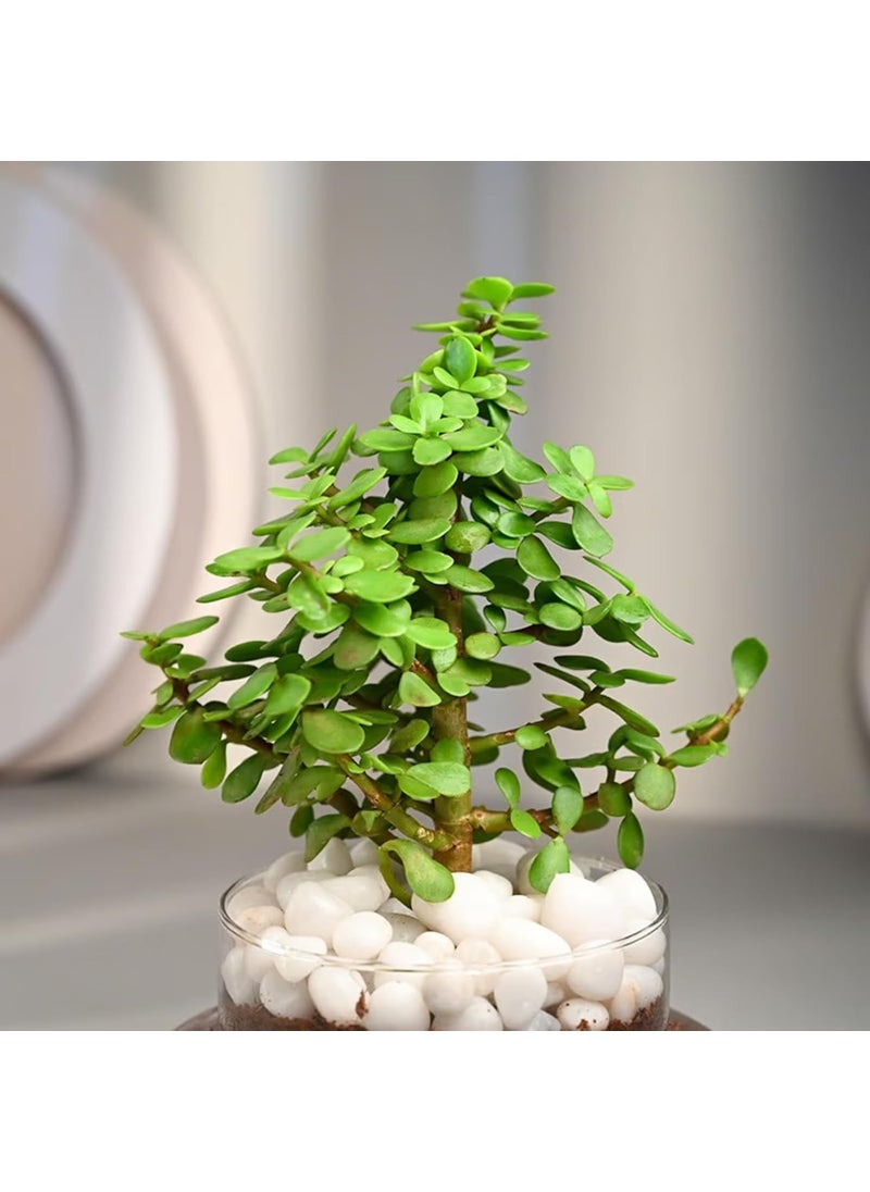 FlowerAura Air Purify Good Luck Jade Live Terrarium Plant In Potpourri Pot For OfficeHome Decor For Birthday Gift Anniversary Gift Diwali Gift Holi Gift Mothers Day Gift Same Day Delivery