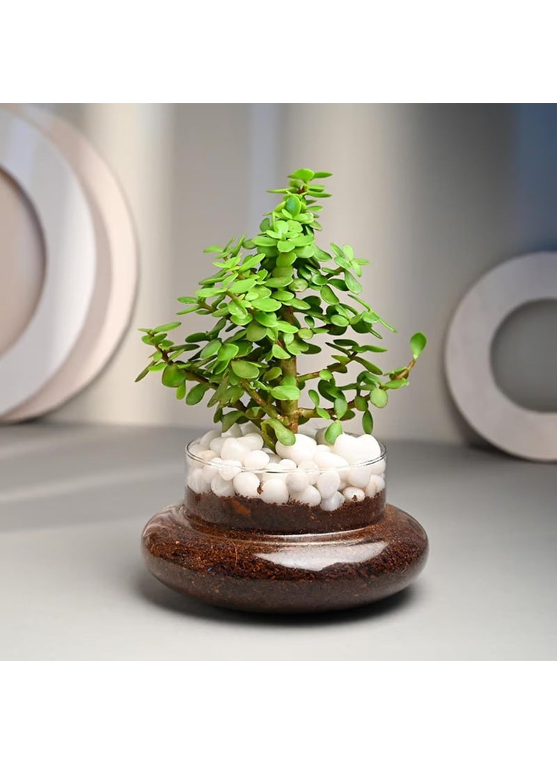 FlowerAura Air Purify Good Luck Jade Live Terrarium Plant In Potpourri Pot For OfficeHome Decor For Birthday Gift Anniversary Gift Diwali Gift Holi Gift Mothers Day Gift Same Day Delivery