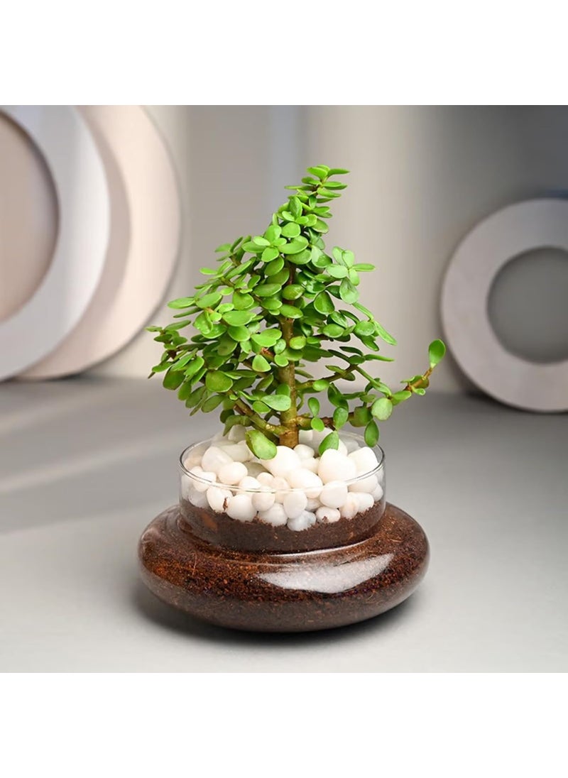 FlowerAura Air Purify Good Luck Jade Live Terrarium Plant In Potpourri Pot For OfficeHome Decor For Birthday Gift Anniversary Gift Diwali Gift Holi Gift Mothers Day Gift Same Day Delivery