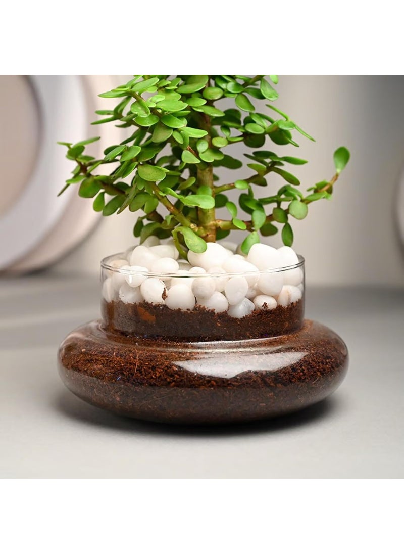 FlowerAura Air Purify Good Luck Jade Live Terrarium Plant In Potpourri Pot For OfficeHome Decor For Birthday Gift Anniversary Gift Diwali Gift Holi Gift Mothers Day Gift Same Day Delivery