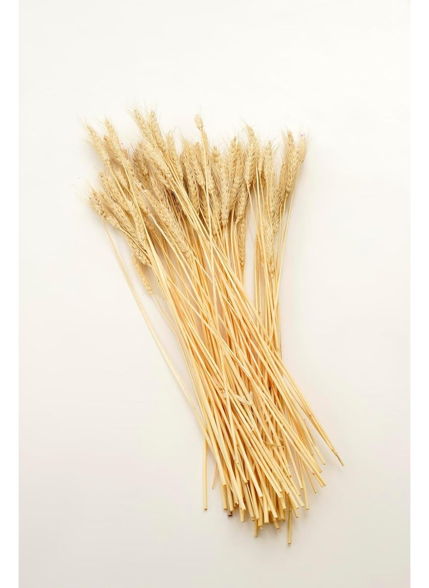 PUREZENTO Potpourri Unscented Wheat Grass Bleach Set 25 Stems Dried Flower for Home Decoration Office Bedroom Vase Fillers Wedding Farmhouse Side Corner Parties