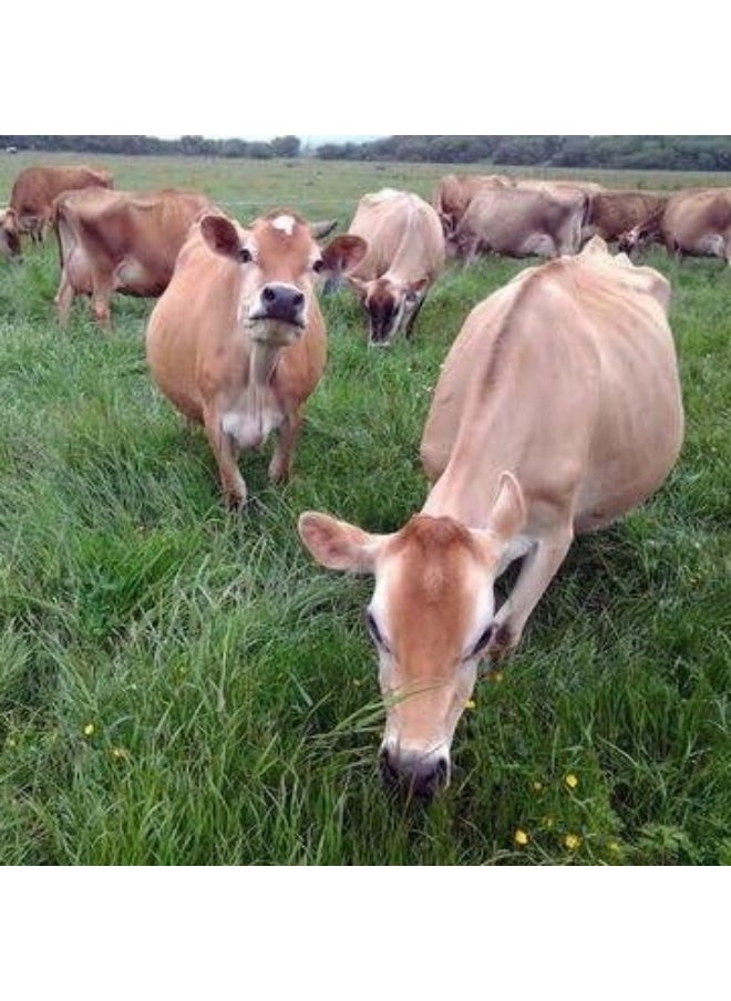 100% Grass Fed - Happy Healthy Cows, Cold Processed Undenatured Protein Powder, Gmo-Free + Rbgh Free + Soy Free + Gluten Free, Unflavored, Unsweetened (5 Lb Bulk, 90 Serve)