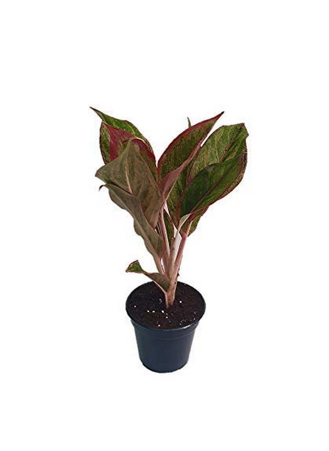 Indoor Lipstick Aglaonema