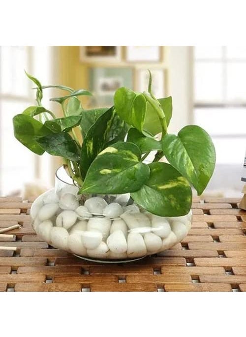 Rishabh Home Decoration Flower Glass Vase Urli Bowl Terrarium Succulent Planter Air Plant Display Decorative Centerpiece Floral Container 6 inchi