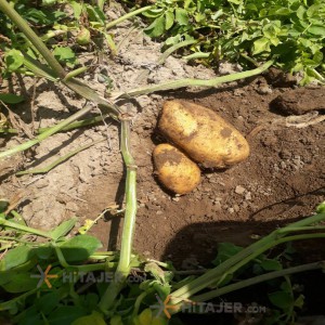 سیب زمینی بذر آگریا دزفول