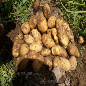 سیب زمینی بذر آگریا دزفول