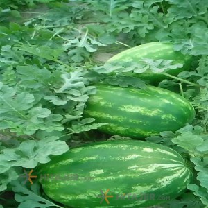 هندوانه بذر ب 32 اقیلد فارس