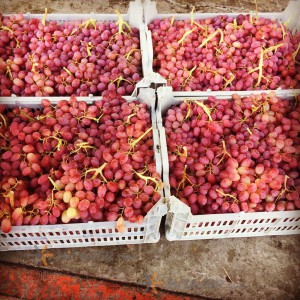 Takestan Seedless red grapes