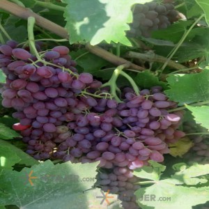 Takestan Seedless red grapes