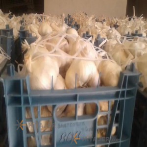 ثوم من الدرجة الأولى