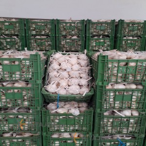 سیر خشک تویسرکان