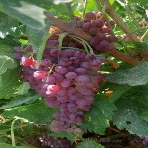 Takestan Seedless red grapes