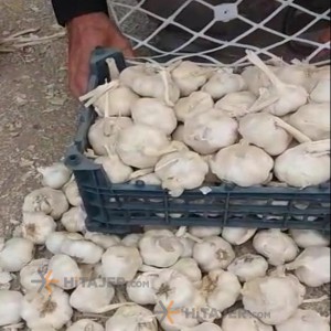 ثوم من الدرجة الأولى