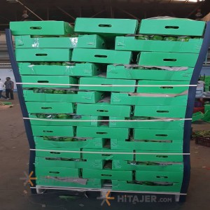 Karaj green bell pepper