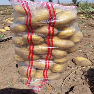 Ardabil potato with agria seed