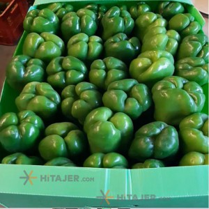 Karaj green bell pepper