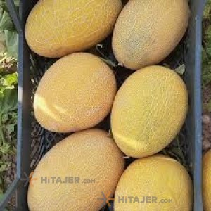 Takestan rock persian melon