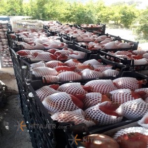 Shiraz black seed pomegranate