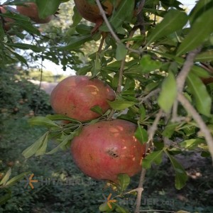 Shiraz black seed pomegranate