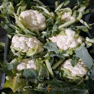 گل کلم سفید کرج