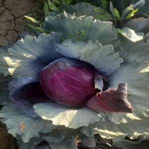 Karaj red cabbage