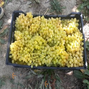 انگور زرد بی دانه تاکستان